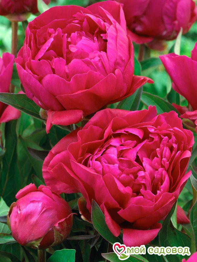 Пион Карл Розенфельд