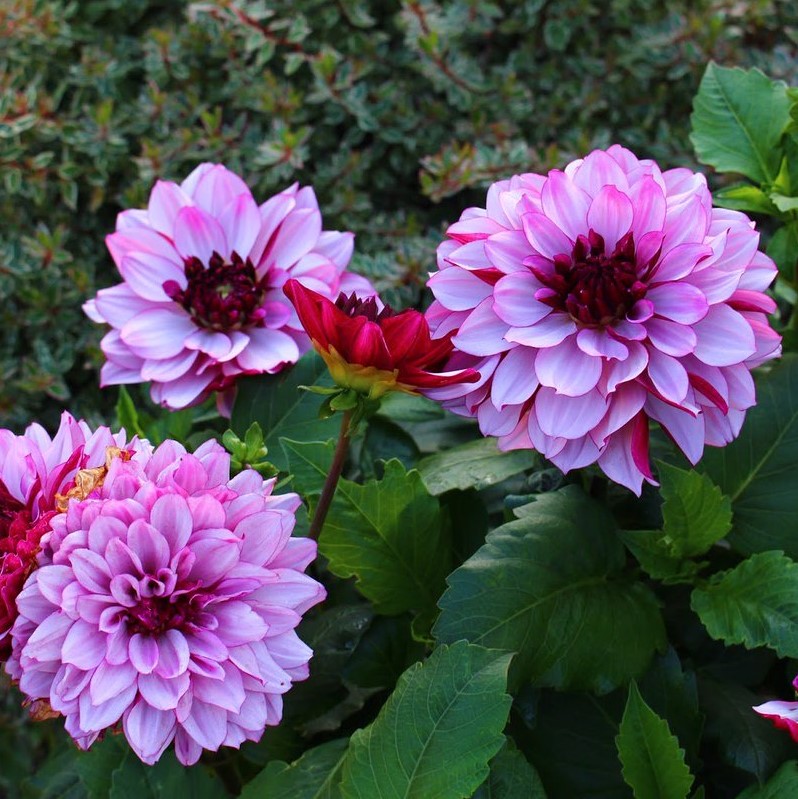 Георгина декоративная Крем де Кассис (CREME DE CASSIS)