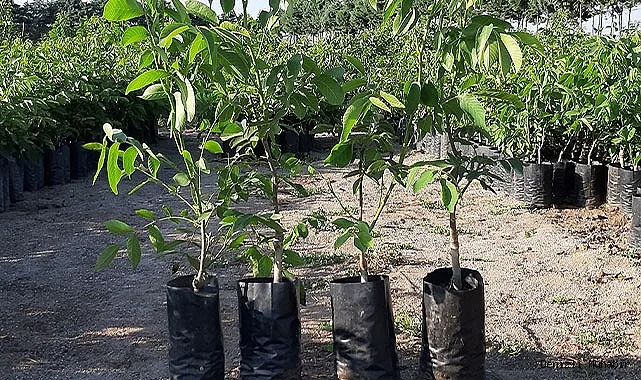 Грецкий Орех Таисия